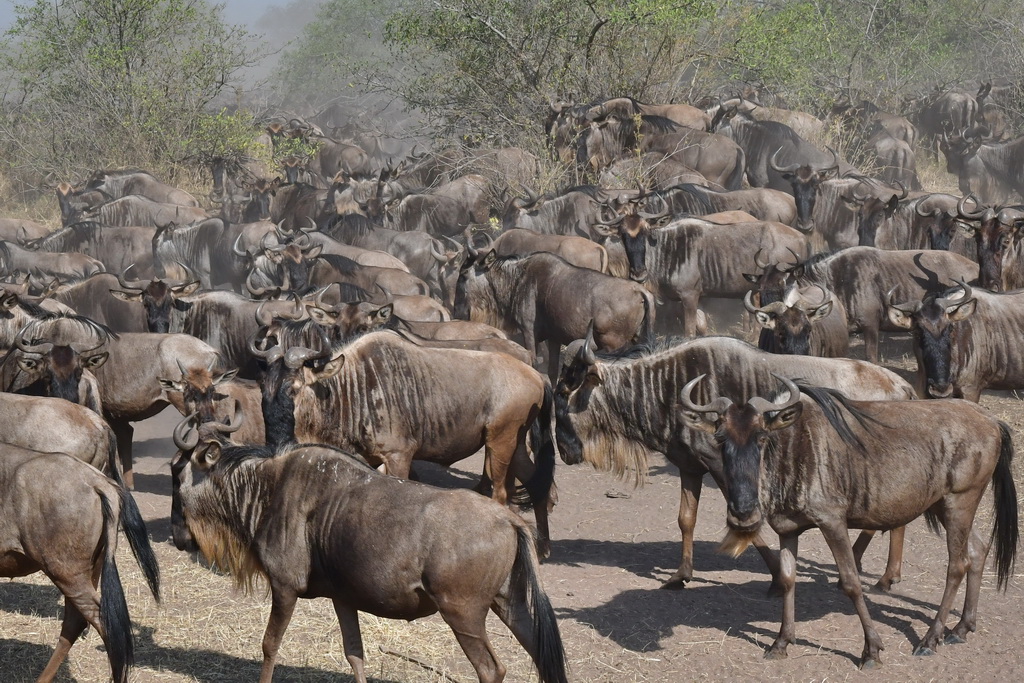 Serengeti Western Corridor